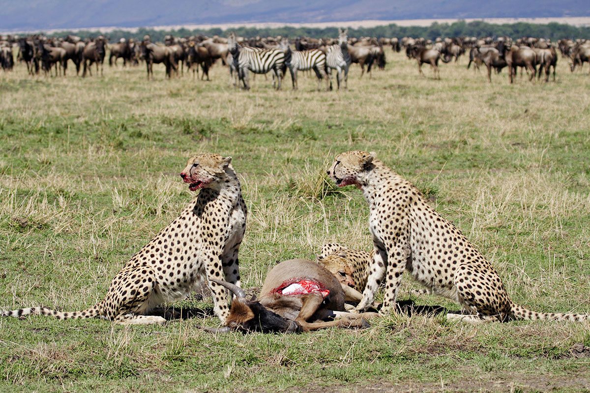 Best 5 Days Great Migration Safari Tanzania | July&ndash;August