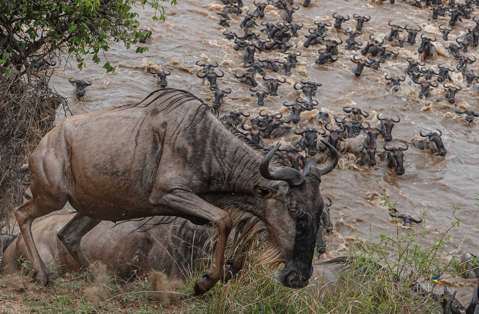 Tarangire Serengeti Ngorongoro Safari 2026/2027