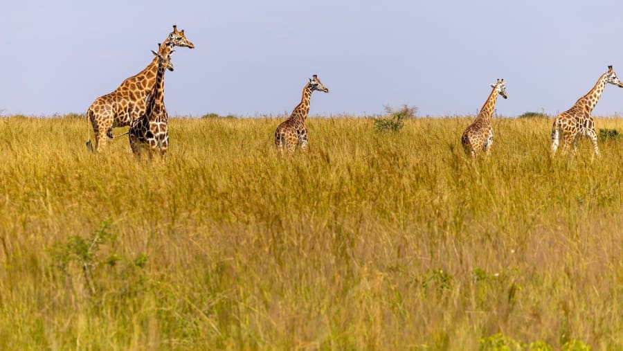 Tarangire Serengeti Ngorongoro Safari 2026/2027