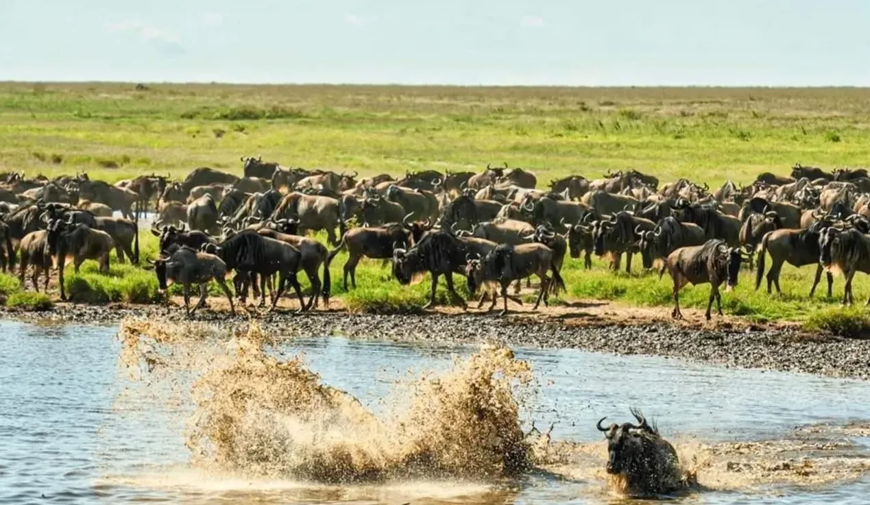 Your Complete Guide to the Great Migration in August and September 2026