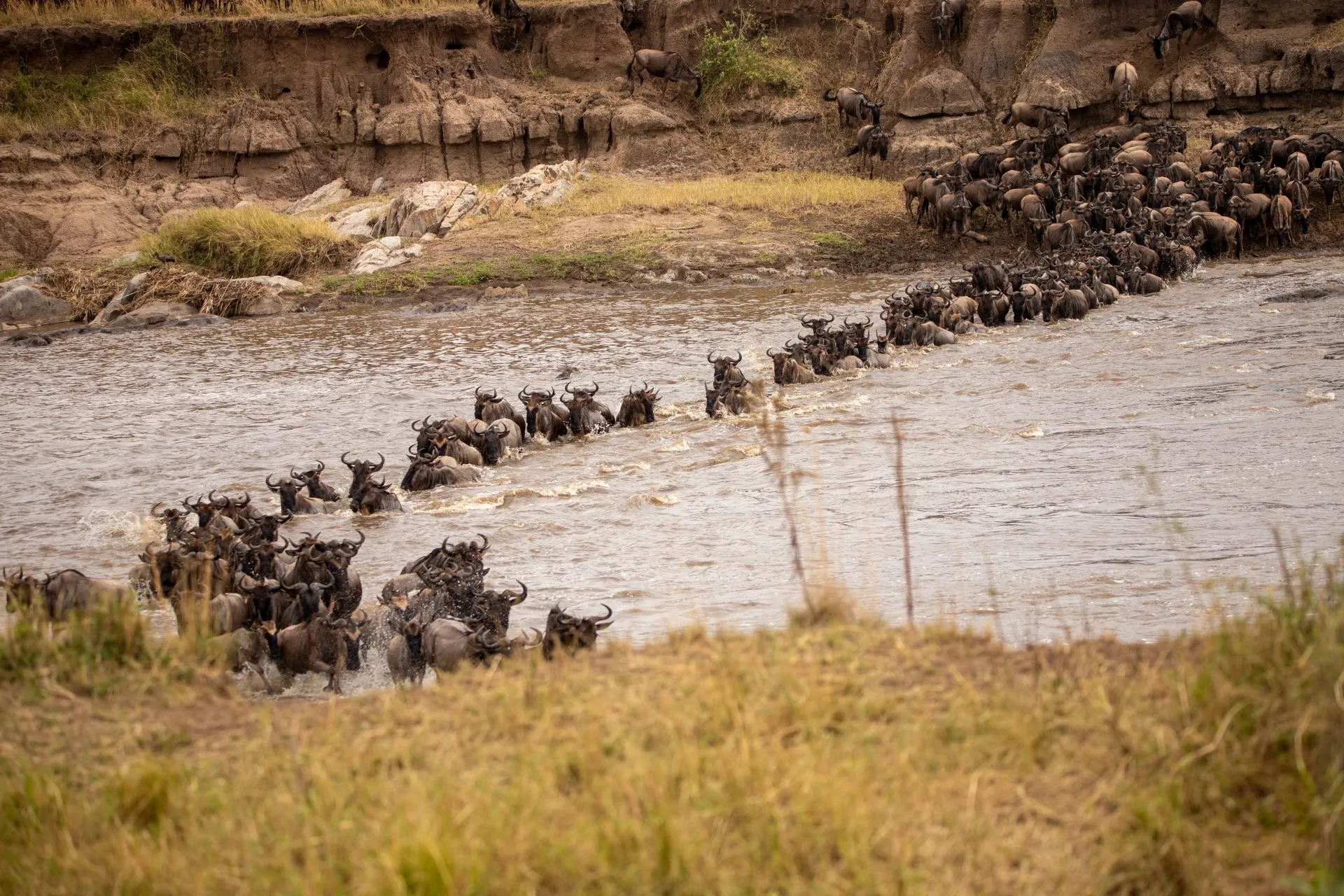 Your Complete Guide to the Great Migration in August and September 2026