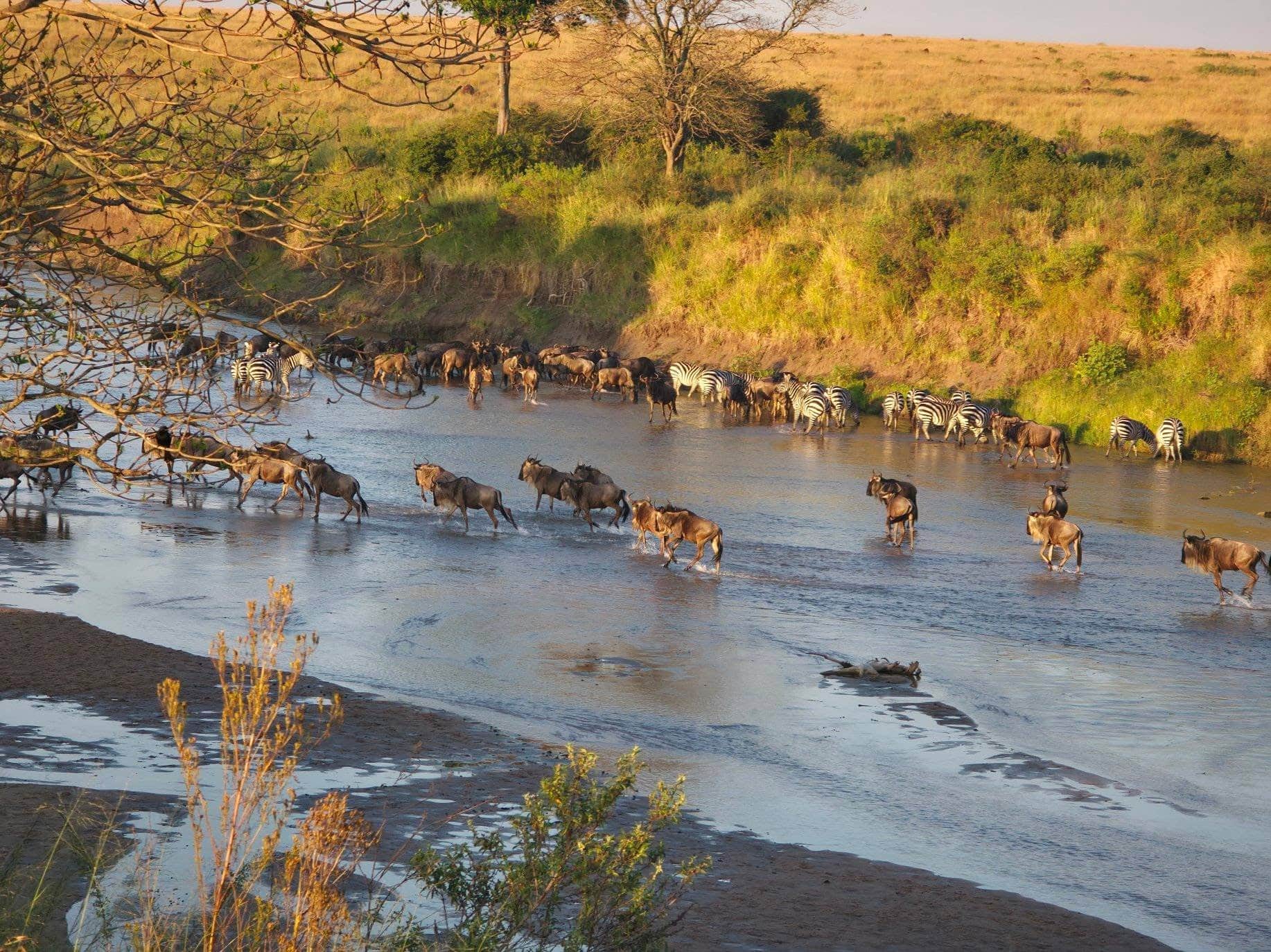 Your Complete Guide to the Great Migration in August and September 2026