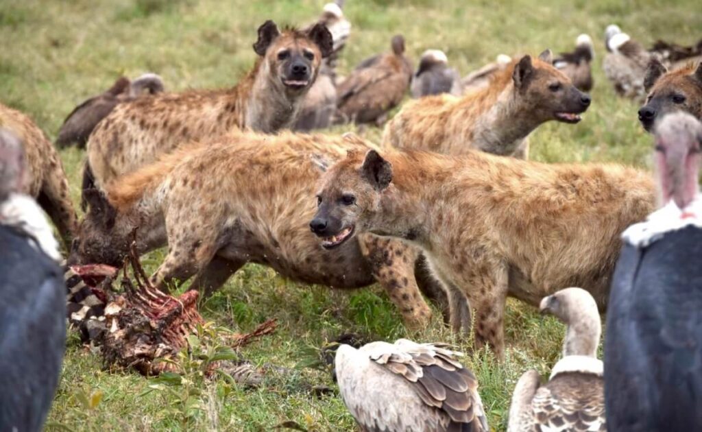 Your Complete Guide to the Great Migration in August and September 2026
