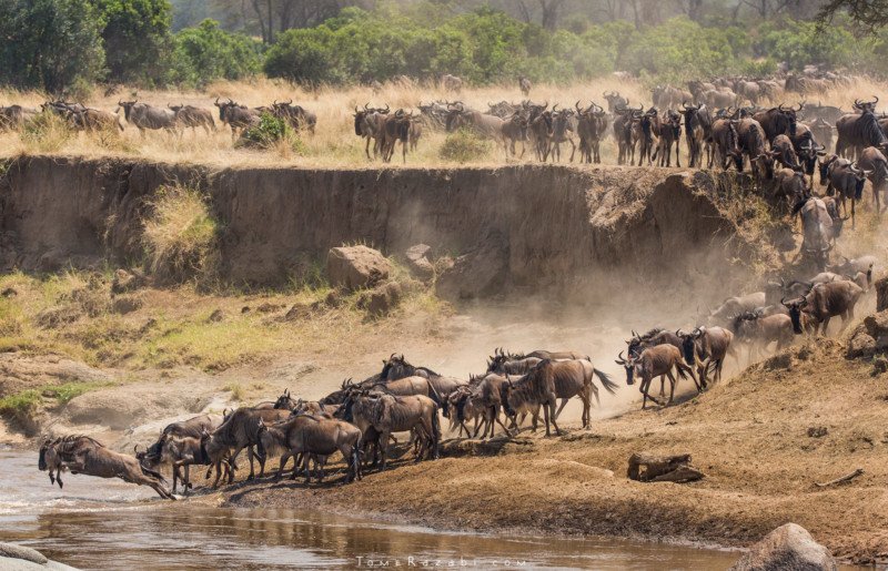 Your Complete Guide to the Great Migration in August and September 2026