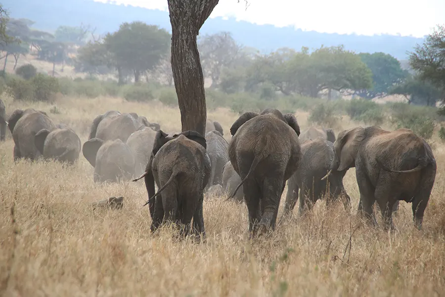 Tracking the Great Migration 2026: Best Locations for August Safaris Tracking the Great Migration 2026: Best Locations for August Safaris