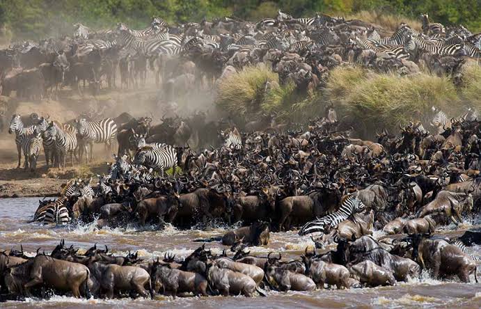 Tracking the Great Migration 2026: Best Locations for August Safaris Tracking the Great Migration 2026: Best Locations for August Safaris