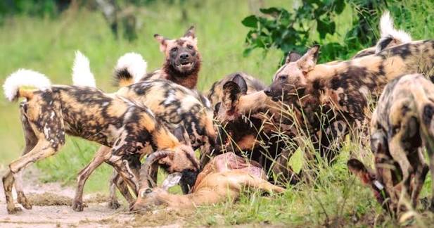 Tracking the Great Migration 2026: Best Locations for August Safaris Tracking the Great Migration 2026: Best Locations for August Safaris