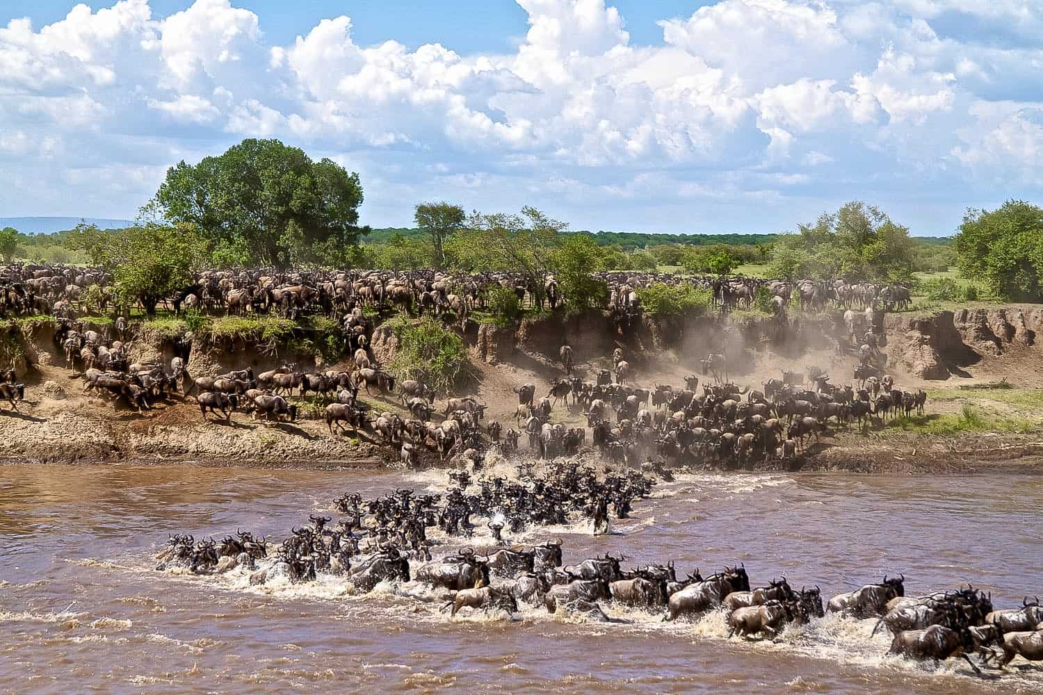 Tracking the Great Migration 2026: Best Locations for August Safaris Tracking the Great Migration 2026: Best Locations for August Safaris