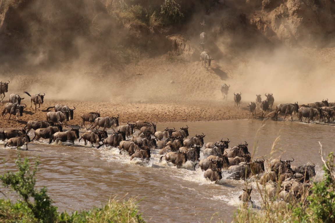 Tracking the Great Migration 2026: Best Locations for August Safaris Tracking the Great Migration 2026: Best Locations for August Safaris