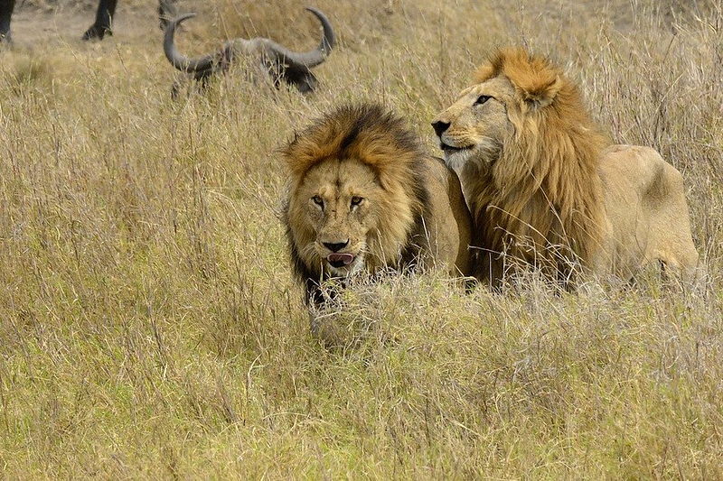 From Central Serengeti to the Mara River: Tracking the Great Migration in 2026
