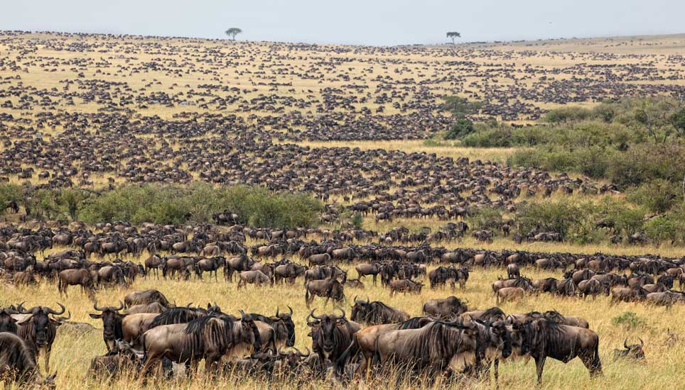 From Central Serengeti to the Mara River: Tracking the Great Migration in 2026