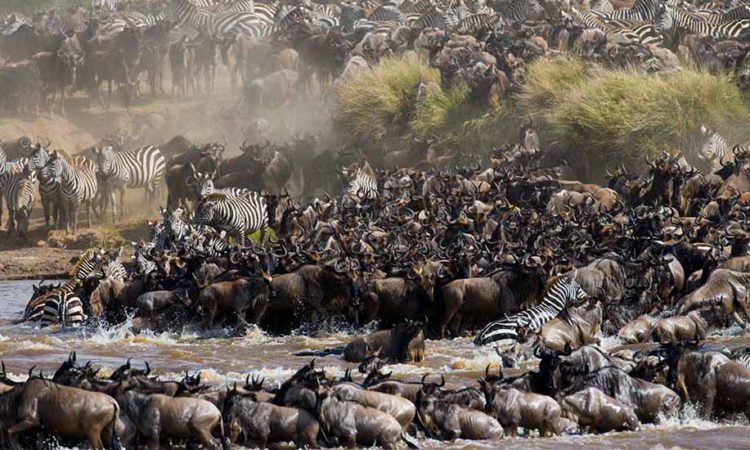 From Central Serengeti to the Mara River: Tracking the Great Migration in 2026