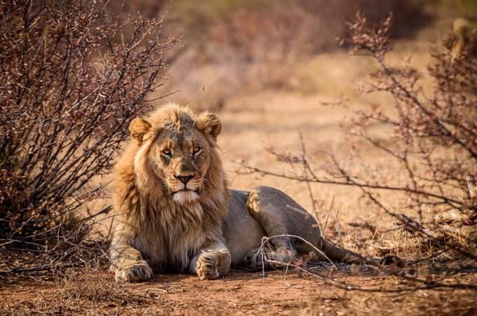 Serengeti, Ngorongoro and Tarangire Safari: Experience Northern Tanzania With Us