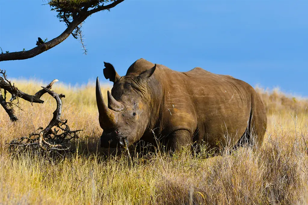 Serengeti, Ngorongoro and Tarangire Safari: Experience Northern Tanzania With Us