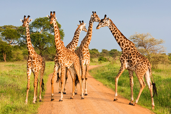 Serengeti, Ngorongoro and Tarangire Safari: Experience Northern Tanzania With Us