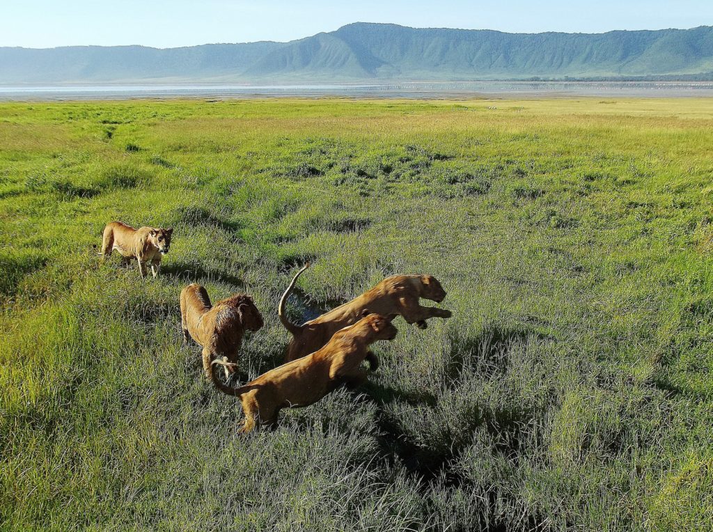 Best Tanzania Group Joining Safari