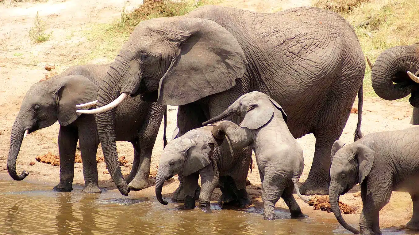 Best Tanzania Group Joining Safari