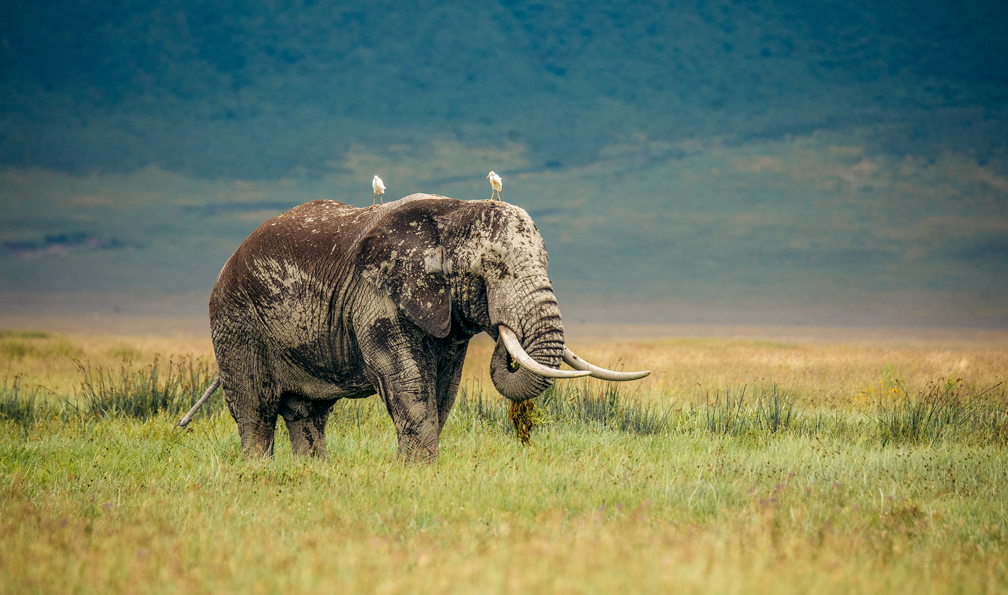 Luxury Tanzania Safari Early Booking 2026/2027