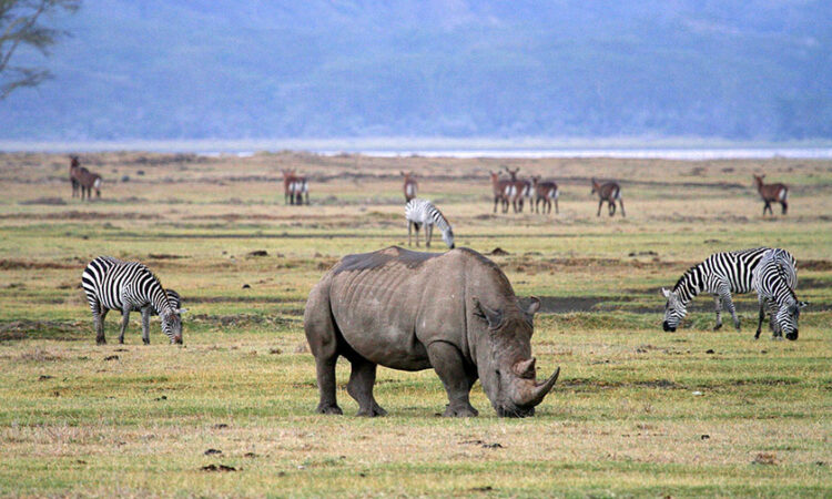 Tanzania Safari Source Tours: 2026/2027 Safaris