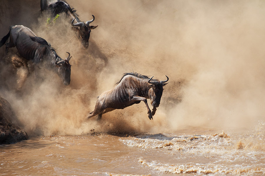 Tanzania Safari Source Tours: 2026/2027 Safaris