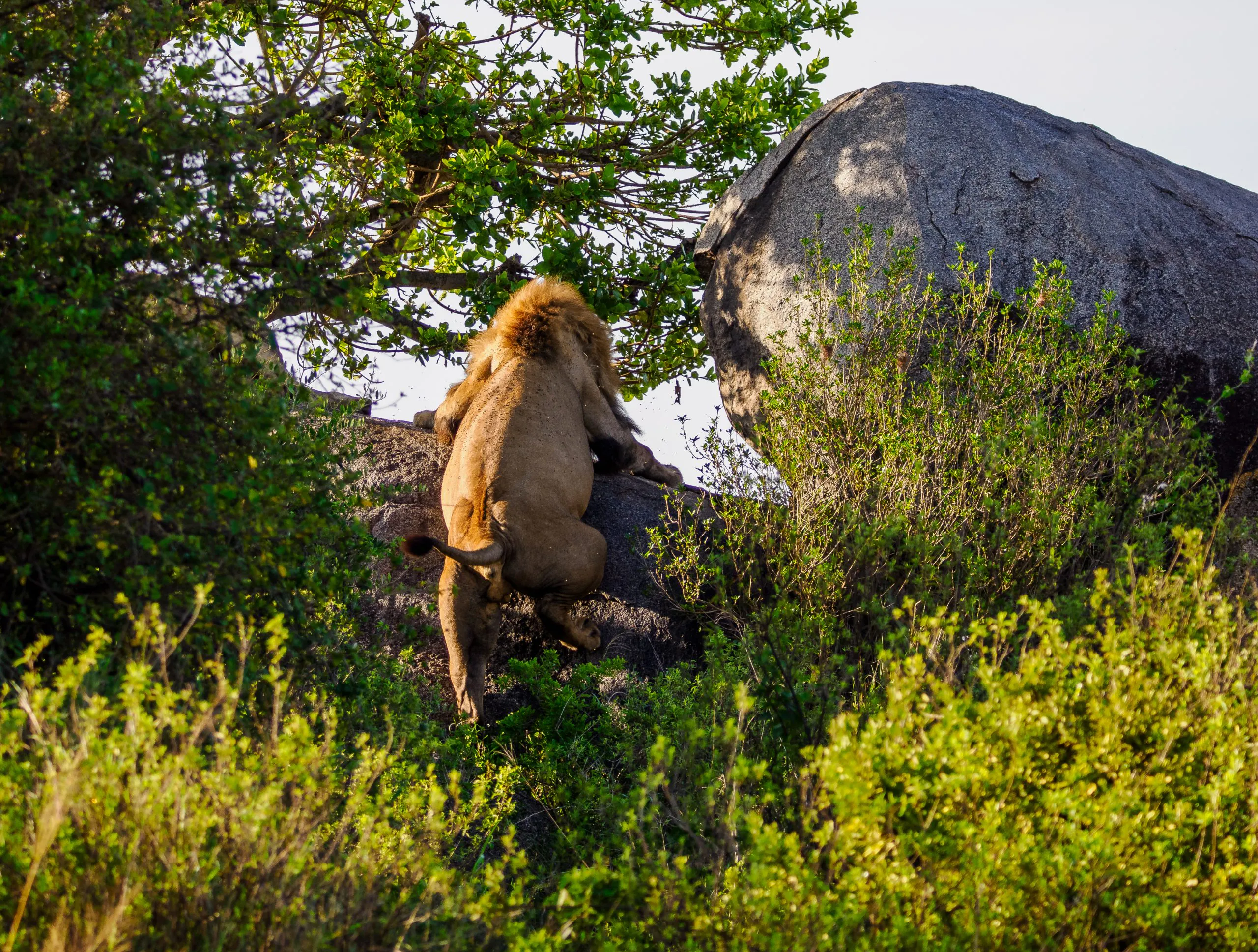 Serengeti Great Migration Safari 2026/2027 Safaris