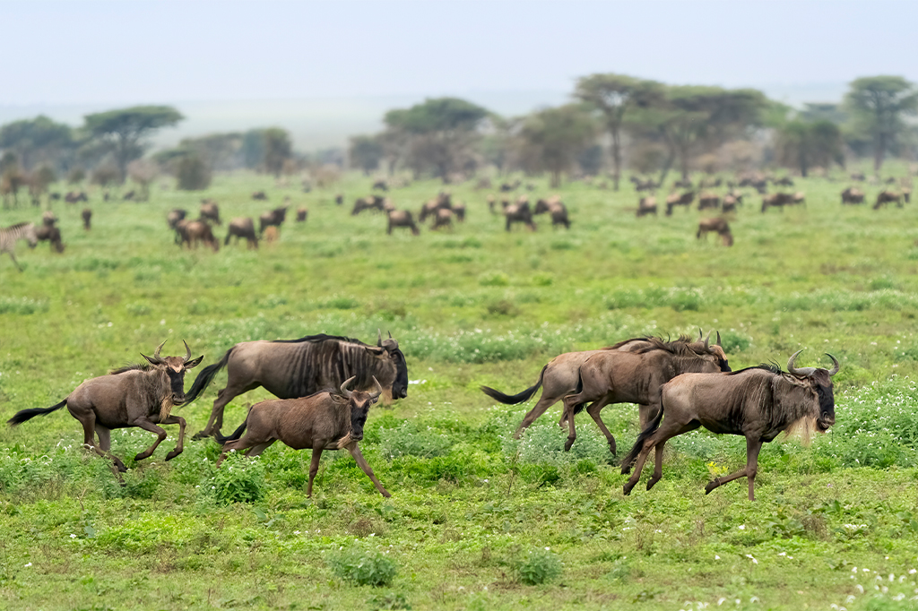 Serengeti Great Migration Safari 2026/2027 Safaris