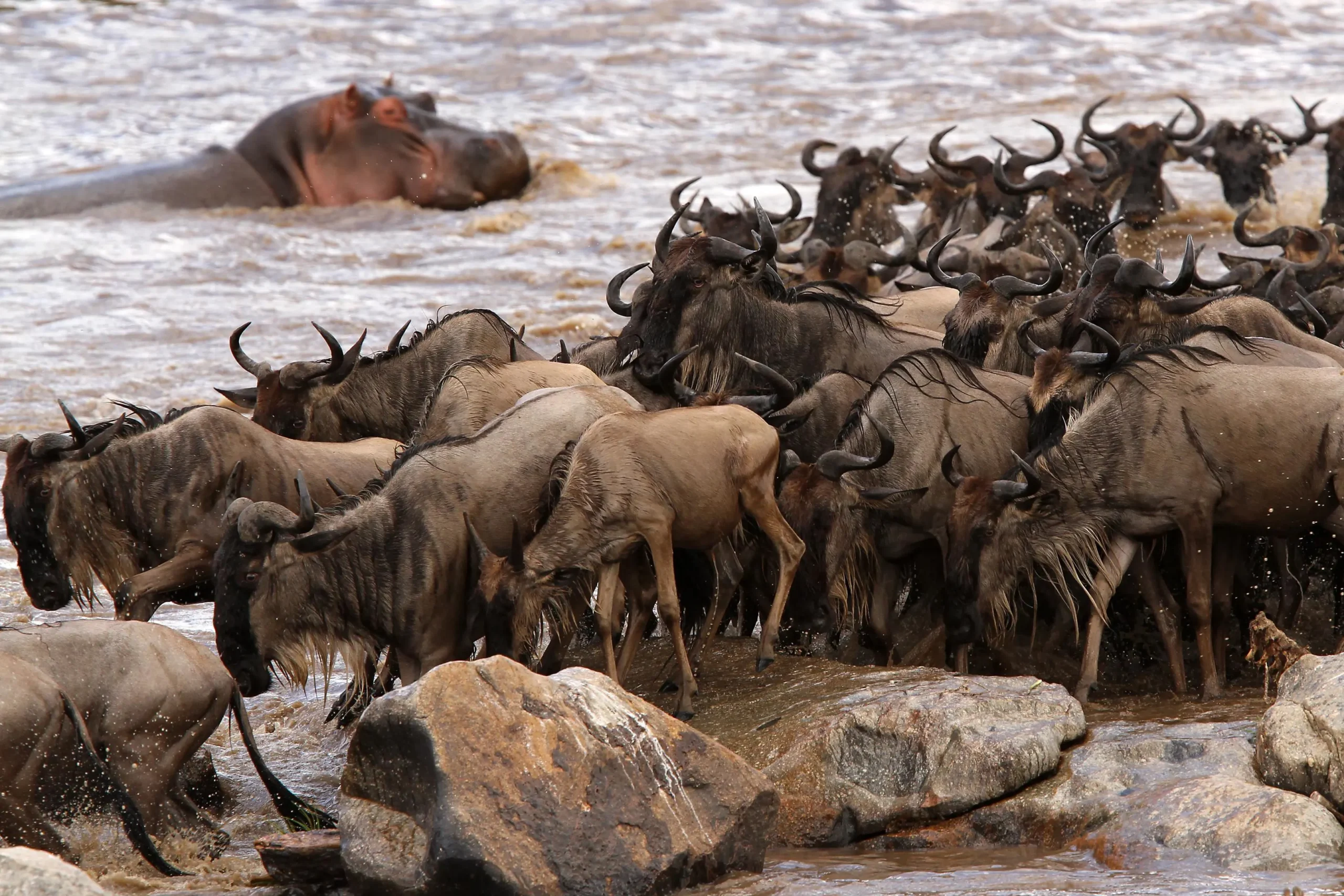Serengeti Great Migration Safari 2026/2027 Safaris