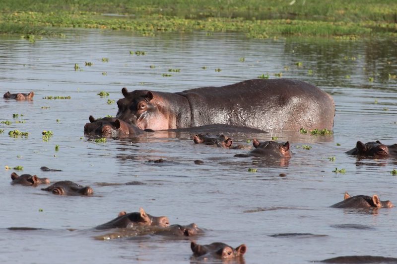 Tanzania Safari Tours from Arusha Airport
