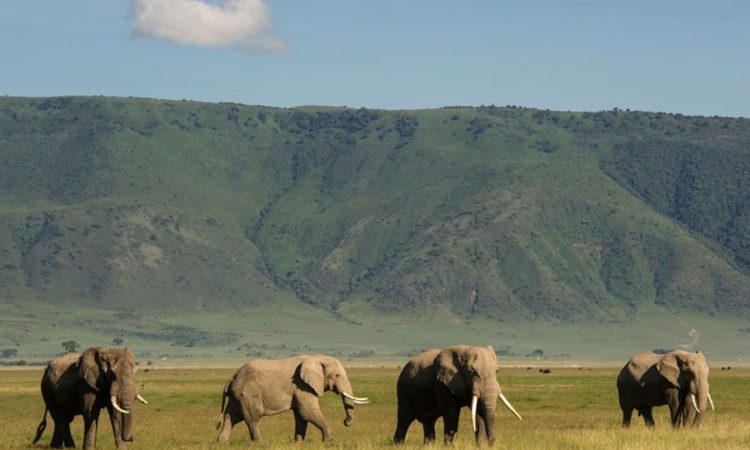 Tanzania Safari Tours from Arusha Airport