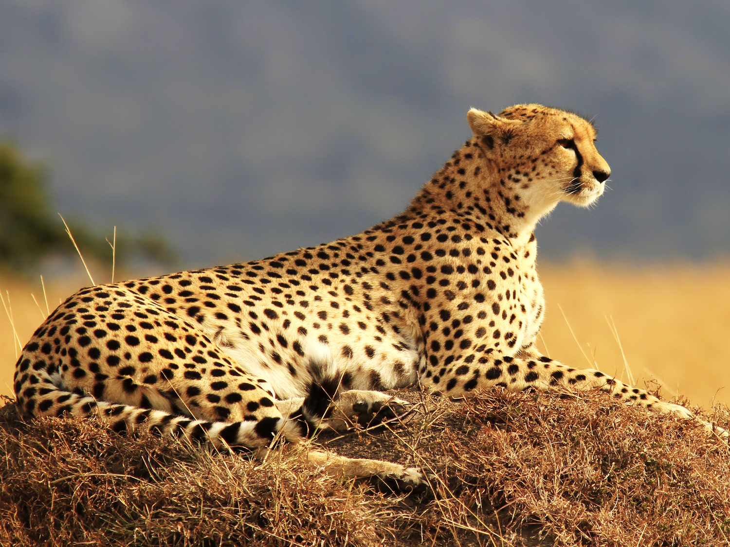 Tanzania Safari Tours from Arusha Airport