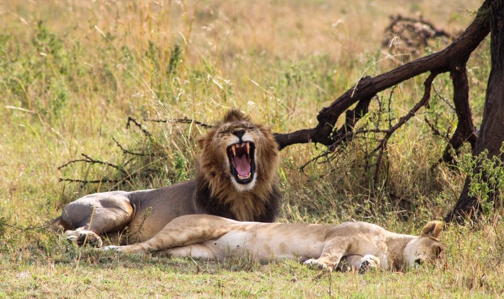 Tanzania Safari Tours from Arusha Airport