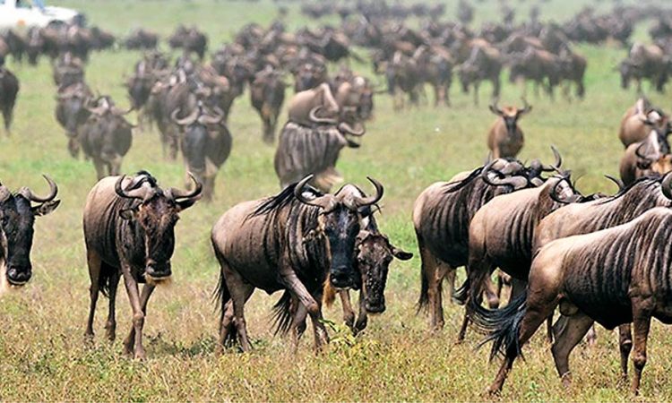 Affordable Tanzania Safari Packages 2026/2027