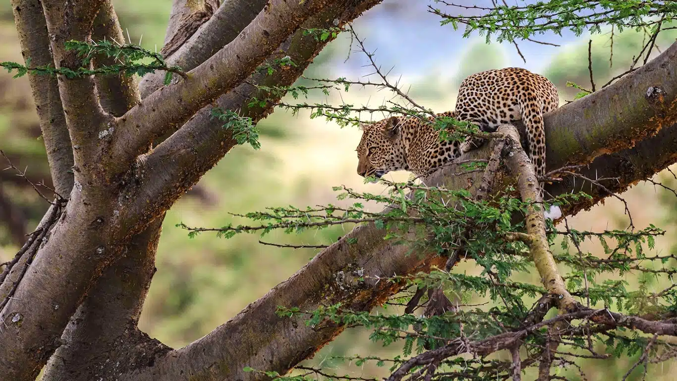 Affordable Tanzania Safari Packages 2026/2027