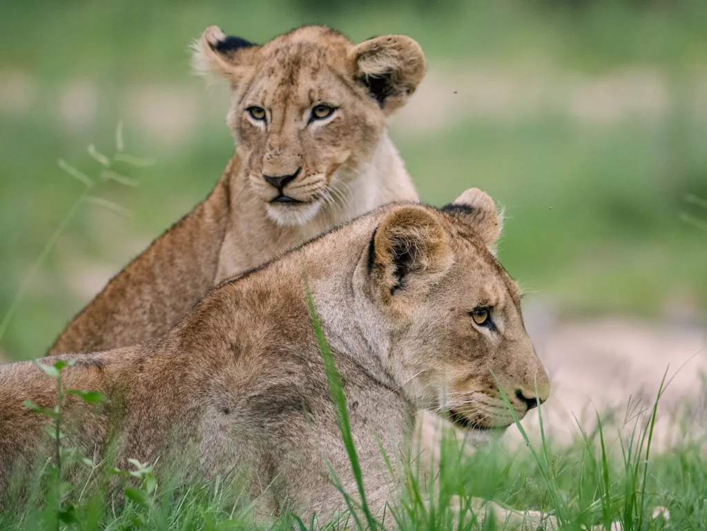 Budget Camping Safari Tanzania: An Affordable Way to Experience the Wild