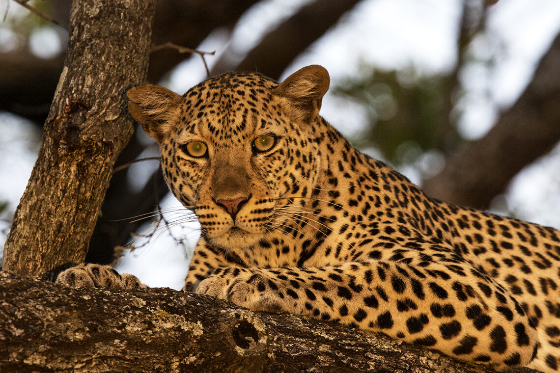 Budget Camping Safari Tanzania: An Affordable Way to Experience the Wild