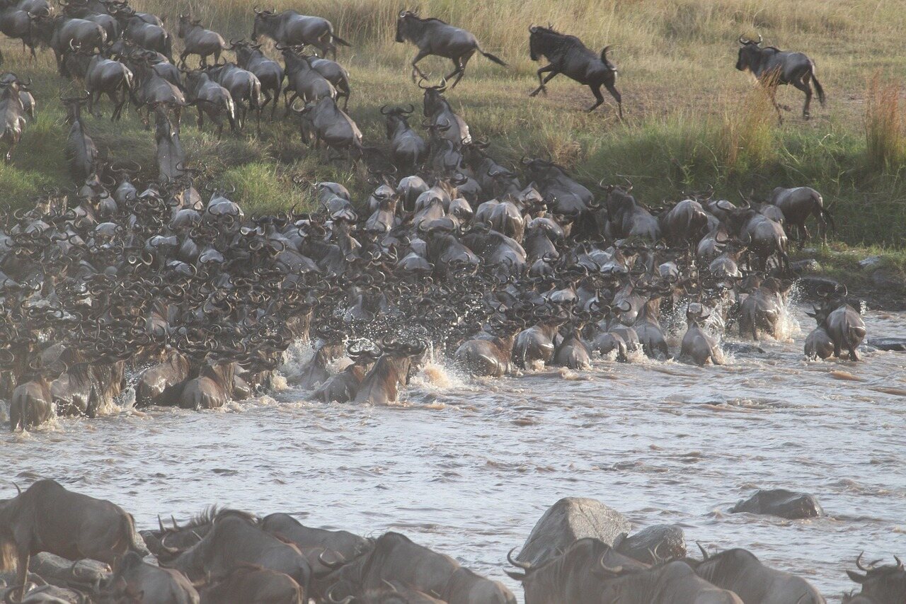 Budget Camping Safari Tanzania: An Affordable Way to Experience the Wild