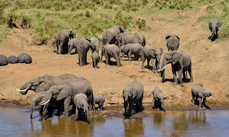 Budget Camping Safari Tanzania: An Affordable Way to Experience the Wild