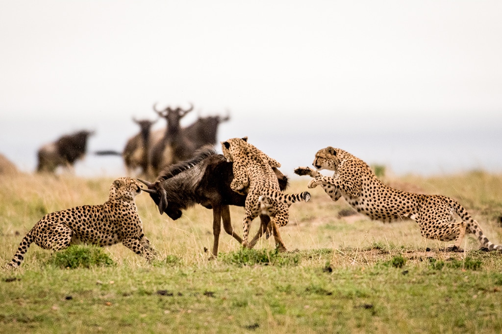 10 Day Tanzania Safari and Zanzibar Holiday: Wildlife, Adventure and Tropical Beaches