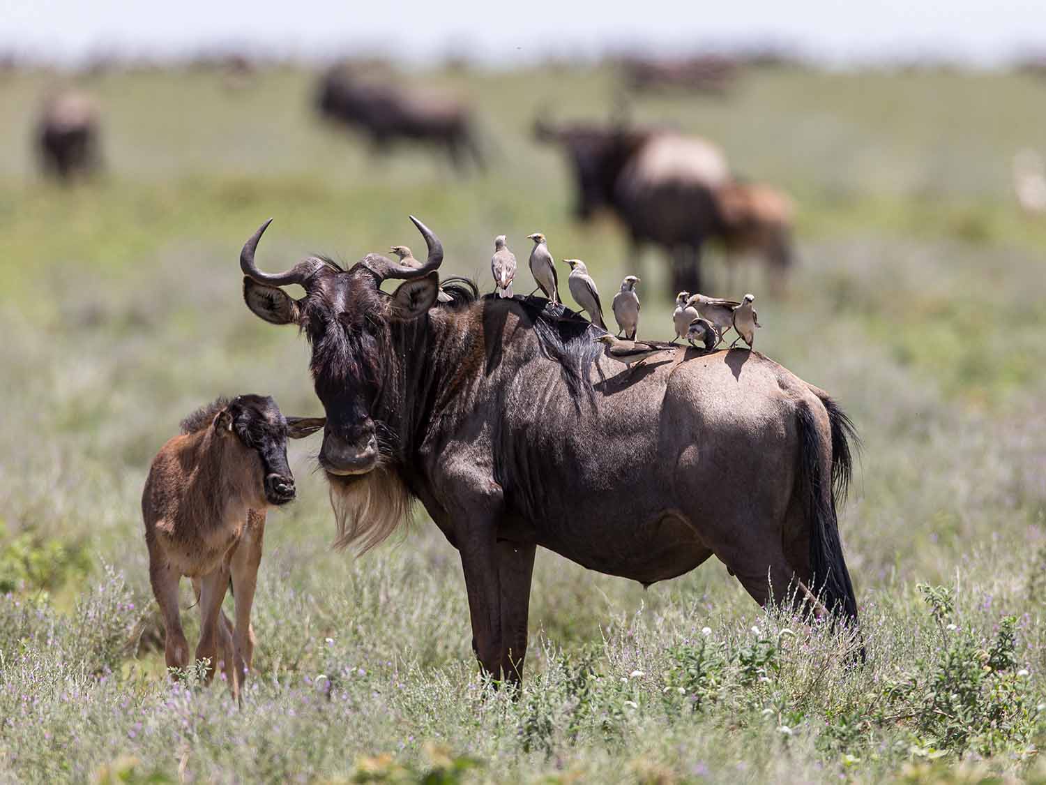 Tanzania Calving Season 2027: Experience the Wildebeest Calving Season in Ndutu