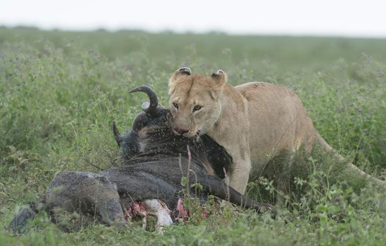 Tanzania Calving Season 2027: Experience the Wildebeest Calving Season in Ndutu