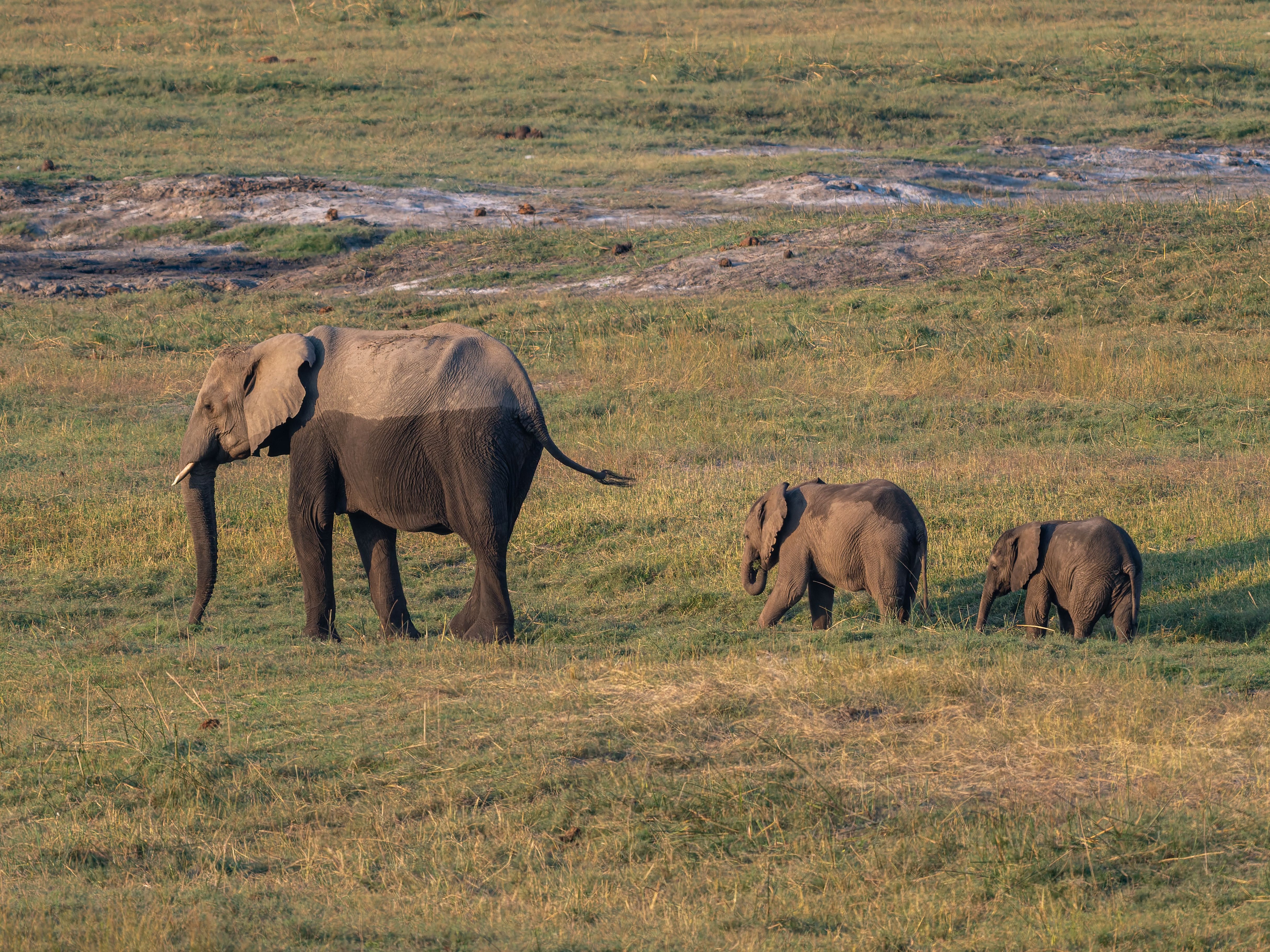 Tanzania Calving Season 2027: Experience the Wildebeest Calving Season in Ndutu