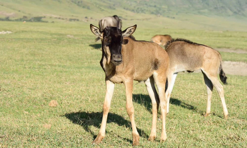 3–5 Day Ndutu Safari Itinerary: Perfect Short Tanzania Trip