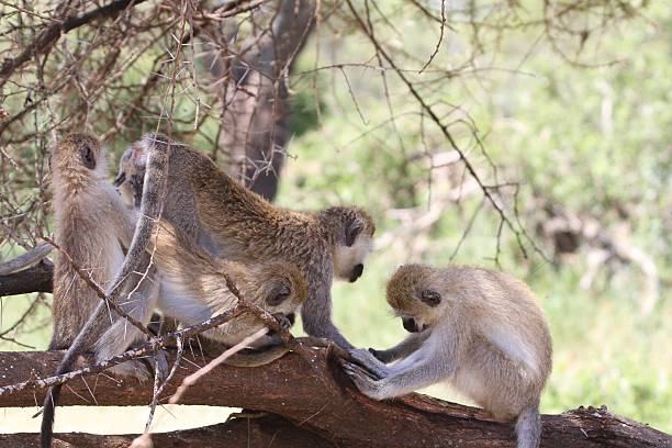 4 Day Private Safari