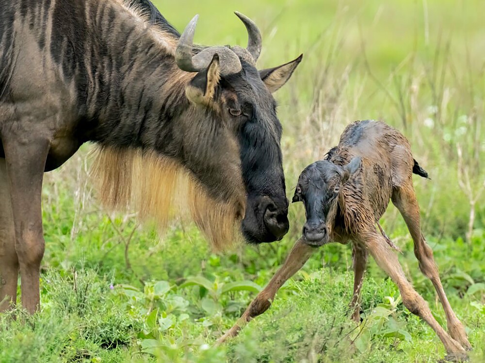 5 Day Ndutu Calving Safari | Tanzania Safari Source