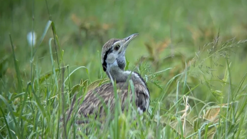 5-Day Private Safari in Serengeti and Ngorongoro | $2000 Holiday Deal + 10% Off