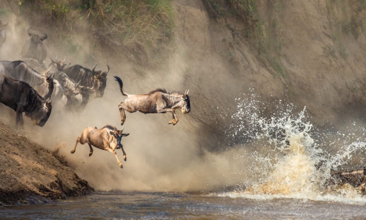 5 Day Serengeti Safari 2026 – Best Wildlife Experience in Tanzania