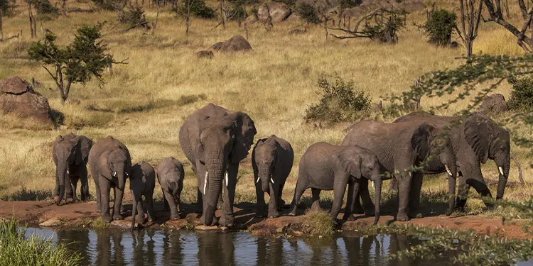 5 Days Safari Tanzania - Tarangire, Serengeti and  Ngorongoro Adventure
