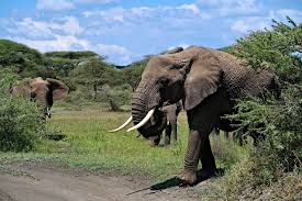 A Guide to Ndutu Calving Season: Best Time, Lodges, and Travel Tips