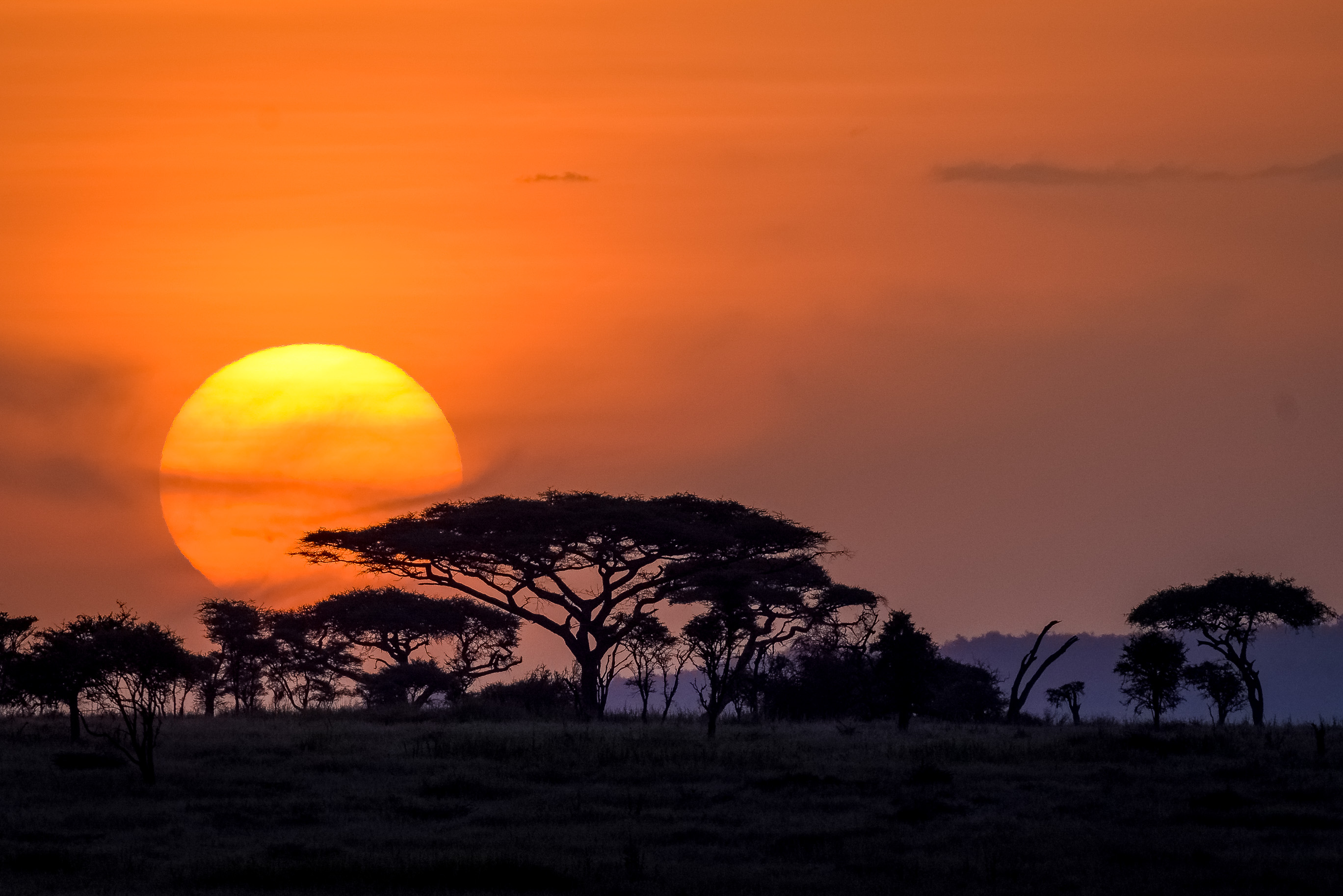 A Serengeti Holiday