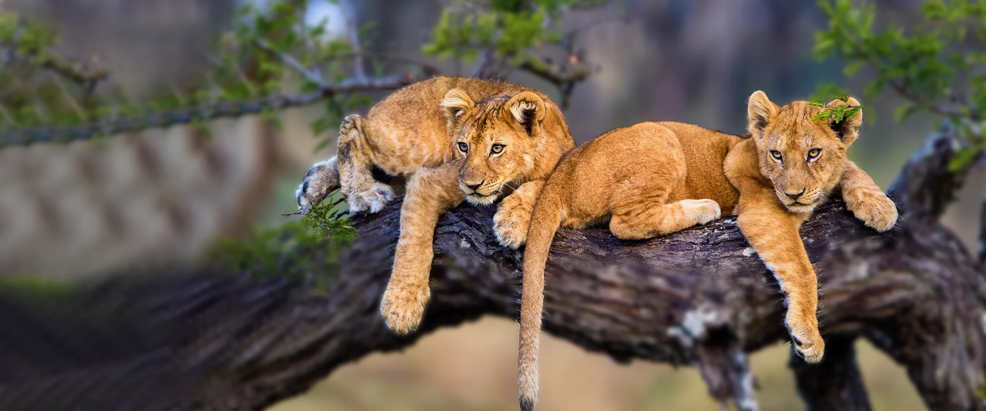 Arusha Safari Tours: Discover the Heart of Northern Tanzania’s Wilderness